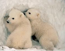 Polar cubs